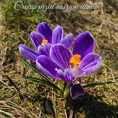 Vakantiehuis Dom Crocus Z Ogrodem W Parku Krajobrazowym *