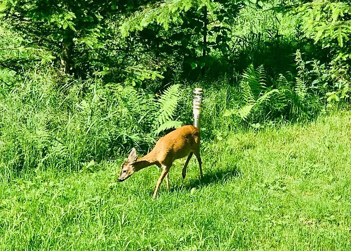 Vakantiehuis Dom Crocus Z Ogrodem W Parku Krajobrazowym Brenna