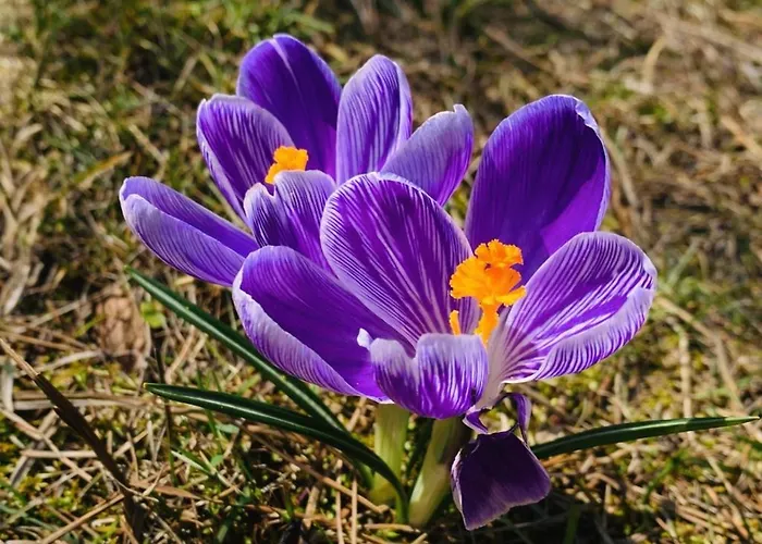 Vakantiehuis Dom Crocus Z Ogrodem W Parku Krajobrazowym *